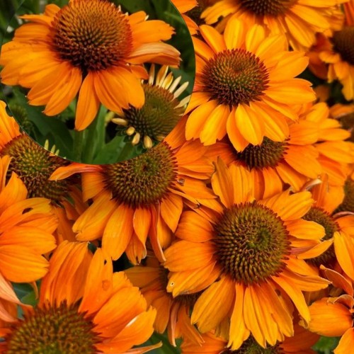 Echinacea purpurea 'PRIMA Saffron' - Punane siilkübar 'PRIMA Saffron' P9/0,55L